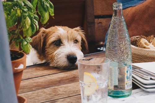 ¿Tu perro ignora el bebedero de agua? 5 maneras sigilosas de mantener a tu perro hidratado. Desde Querétaro cómo asegurarte de que tu perro reciba suficiente agua.