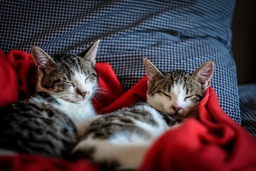 11 Emergencias en los gatos que necesitan atención veterinaria inmediata.
