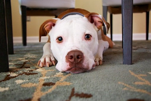 10 Artículos domésticos comunes que son tóxicos para los perros.
