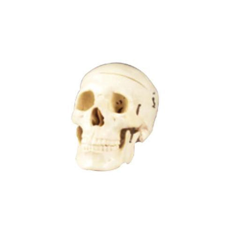 Modelo Cráneo de Adulto