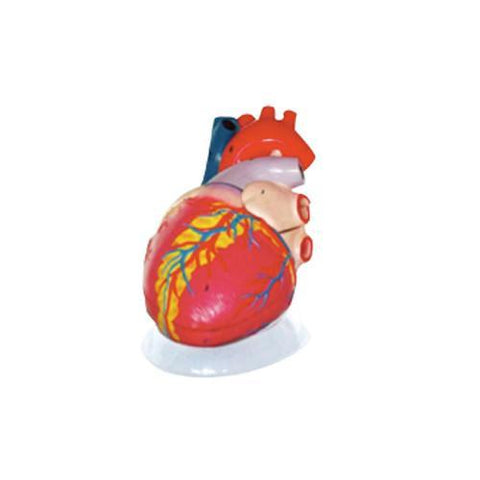 Modelo Corazón Gigante