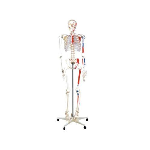 Modelo Esqueleto con colores