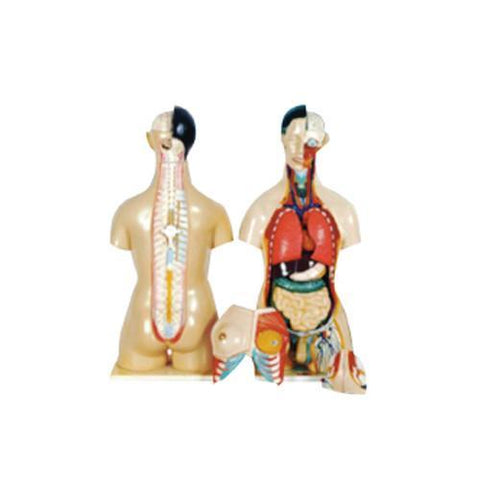 Modelo Torso Humano Ambos Sexos 24 piezas.