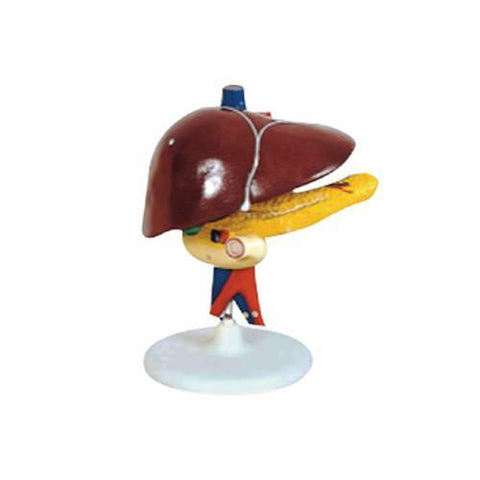 Modelo del Hígado con Páncreas