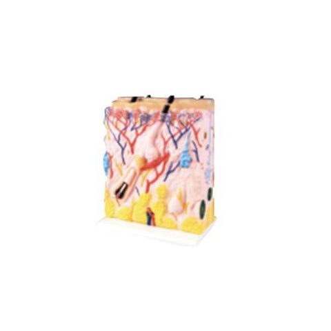 Modelo Gigante de la Piel