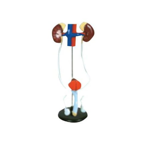 Modelo Sistema Urogenital Masculino