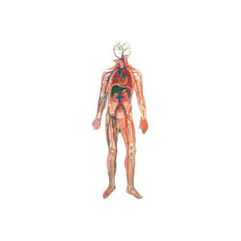 Modelo del Sistema Circulatorio