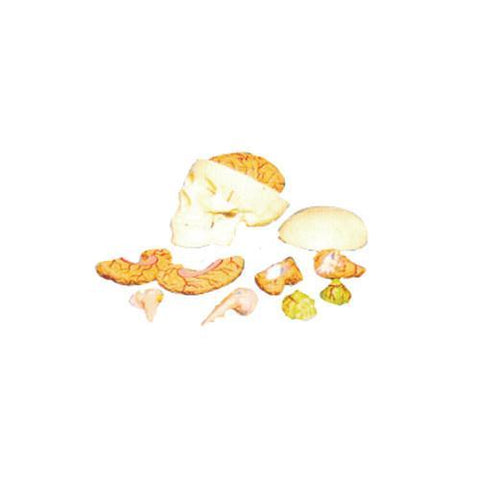 Modelo Cráneo y Cerebro