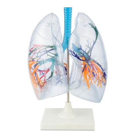 Modelo de los Pulmones