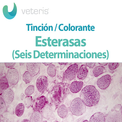 Tinción para Esterasas 6 Determinaciones