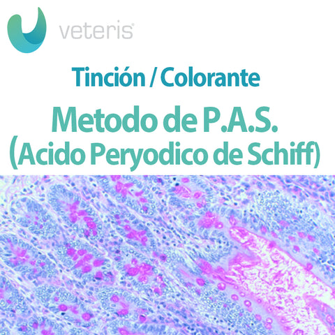 Metodo de P.A.S (Ácido Peryodico de Schiff)