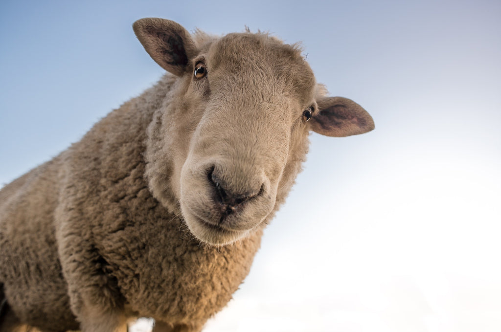 ¿Qué es el Bienestar Animal?