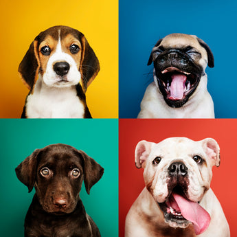 5 suplementos para perros que debemos conocer.