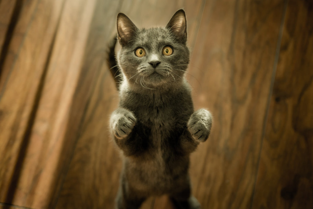 Identificación y tratamiento de alergias ambientales en gatos.