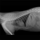 Sistema de Radiología Digital Veterinaria con Pantalla Touch Mod. VETIXS380 (Rayos x, Flat Panel, Mesa, Estación de Trabajo y Software)