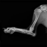 Sistema de Radiología Digital Veterinaria con Pantalla Touch Mod. VETIXS380 (Rayos x, Flat Panel, Mesa, Estación de Trabajo y Software)