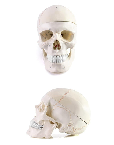 Modelo Cráneo y Cerebro de 11 partes con marcador numérico