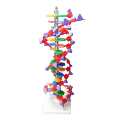 Modelo Molecular ADN 12 Capas