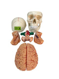 Modelo Cráneo y Cerebro de 11 partes con marcador numérico